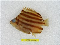 藏品(柴魚)的圖片